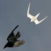 Common Tern