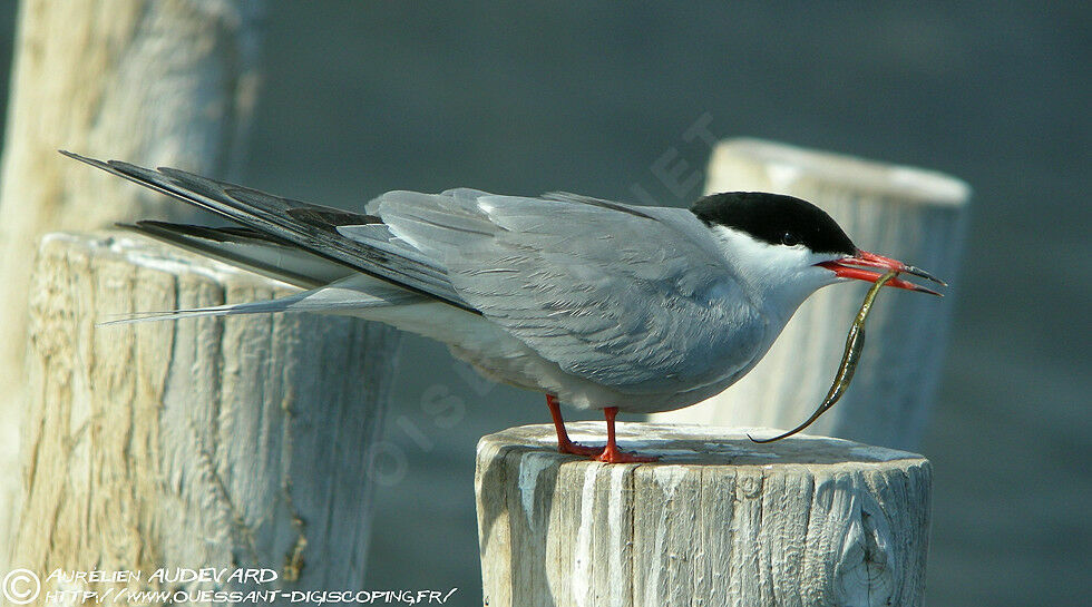 Common Tern female adult breeding