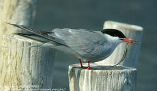 Common Tern