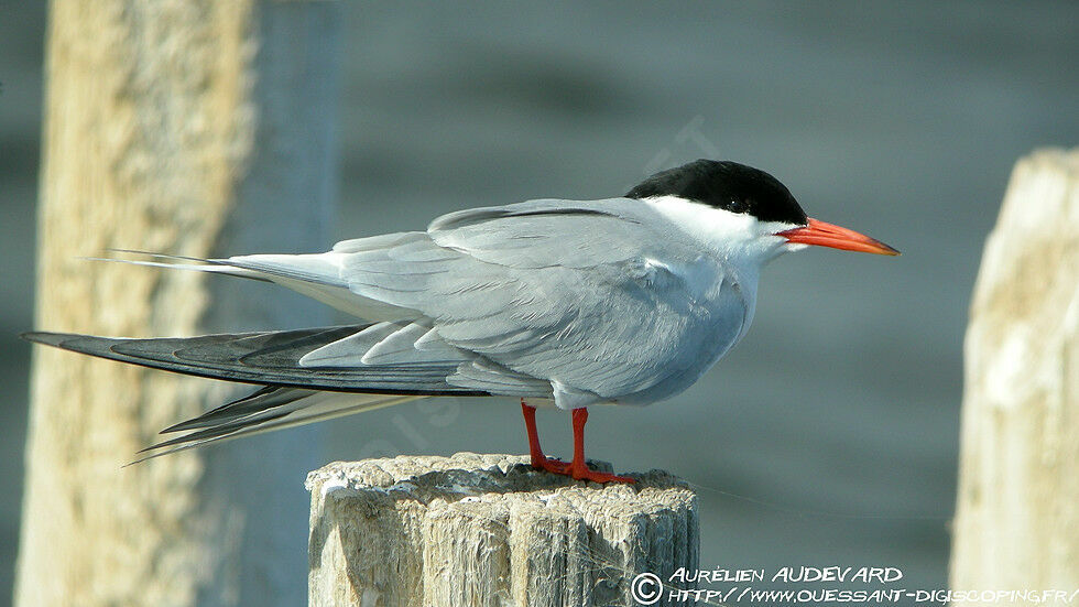 Common Tern