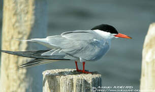 Common Tern