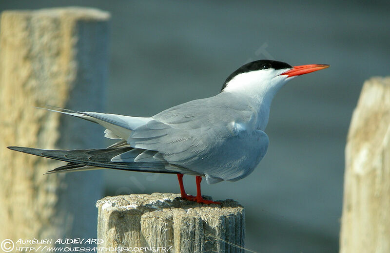 Common Tern male adult breeding, identification