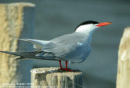 Common Tern