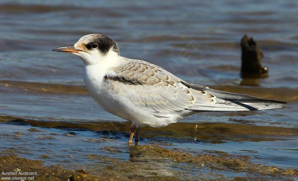 Common Ternjuvenile, identification