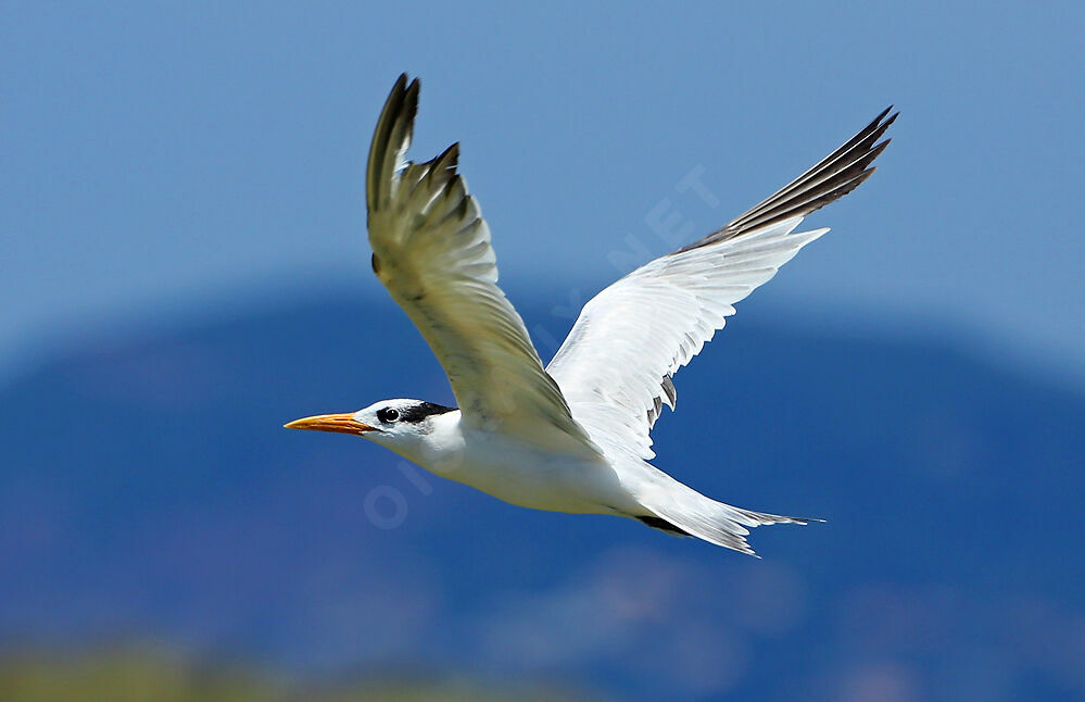 Royal Tern