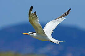 Royal Tern