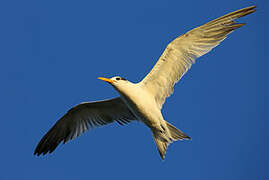 Royal Tern