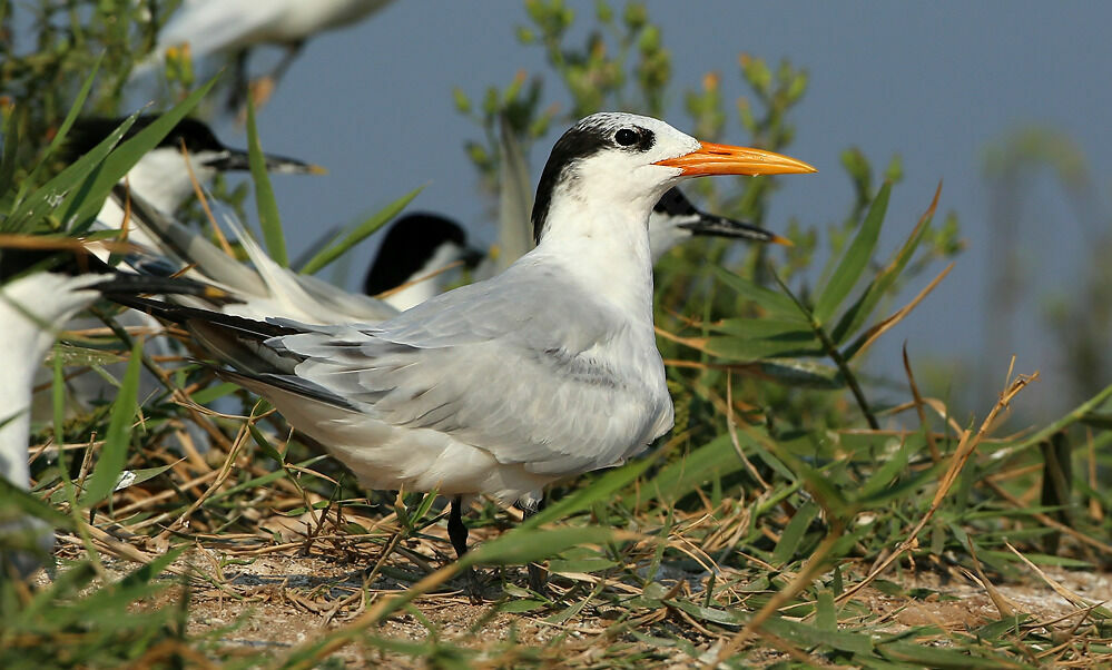 Royal Tern