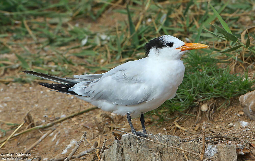 Royal TernSecond year, identification