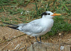 Royal Tern