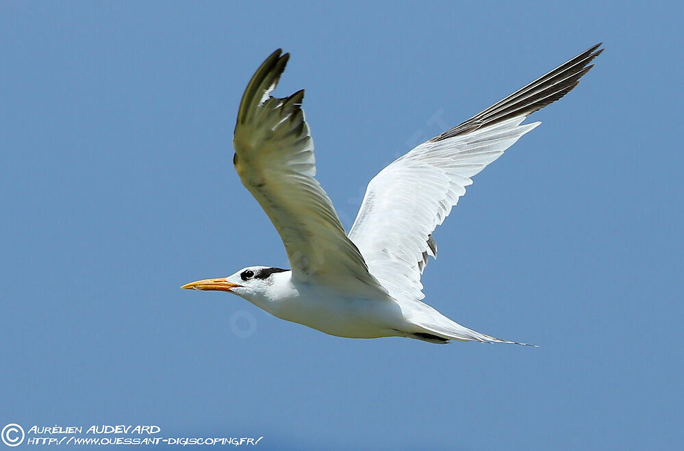 Royal Tern