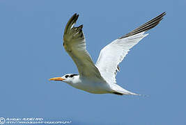 Royal Tern