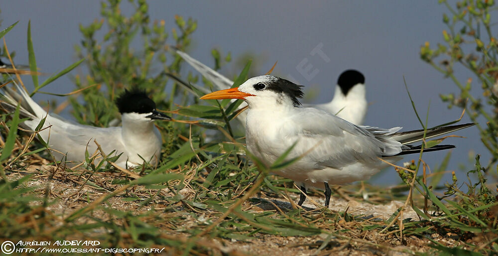 Royal Tern