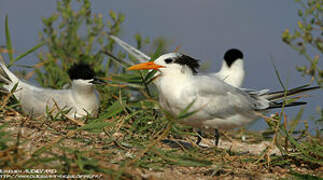 Royal Tern