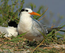 Royal Tern