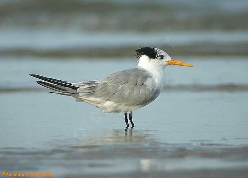 Lesser Crested Tern