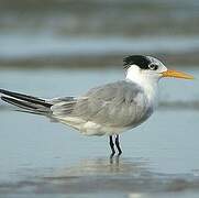 Lesser Crested Tern