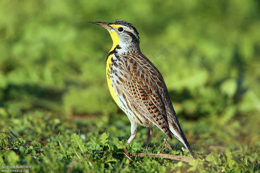 Western Meadowlarkadult, identification