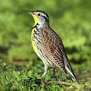 Western Meadowlark