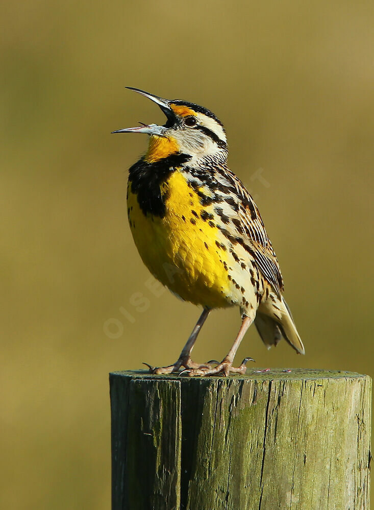 Eastern Meadowlarkadult, song