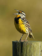 Eastern Meadowlark