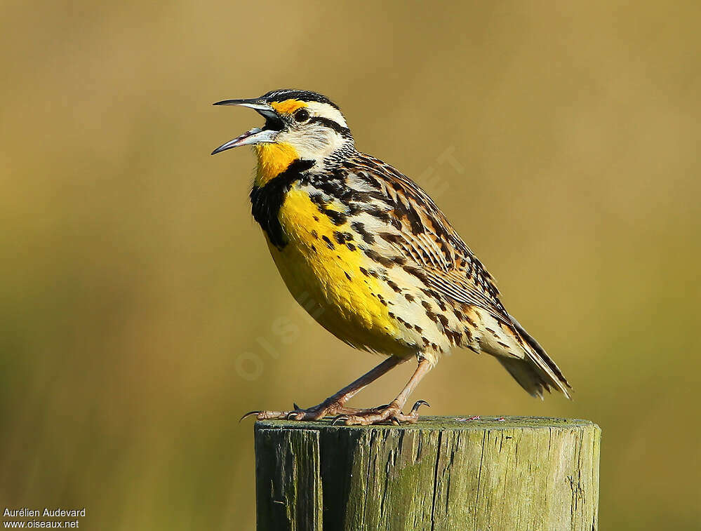 Eastern Meadowlarkadult, identification