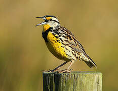 Eastern Meadowlark