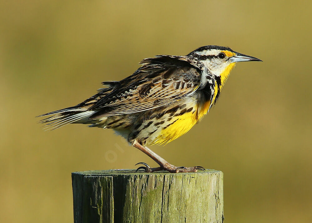 Eastern Meadowlark male adult breeding, identification, song