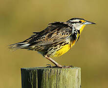 Eastern Meadowlark