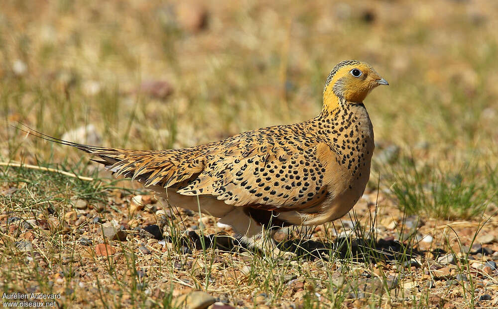 Pallas's Sandgrouse female adult breeding, identification