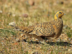 Pallas's Sandgrouse