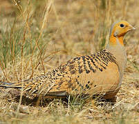 Pallas's Sandgrouse