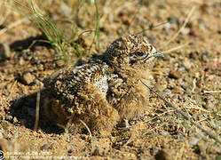 Pallas's Sandgrouse