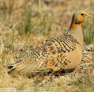 Pallas's Sandgrouse