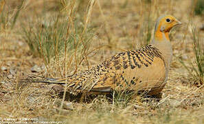 Pallas's Sandgrouse