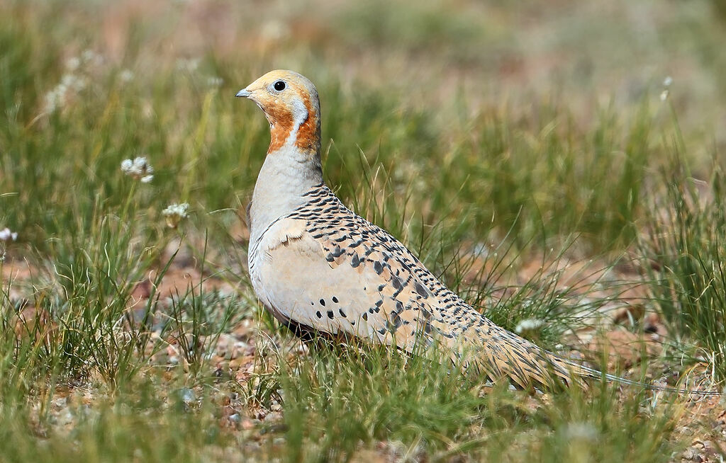 Pallas's Sandgrouse male adult, identification