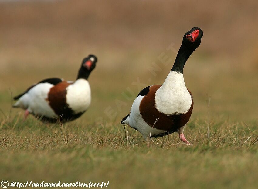 Common Shelduck