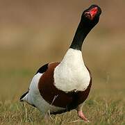 Common Shelduck