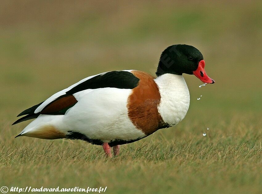 Common Shelduck