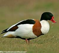 Common Shelduck