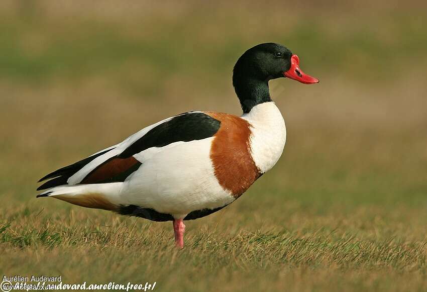 Common Shelduck male adult, identification