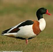 Common Shelduck