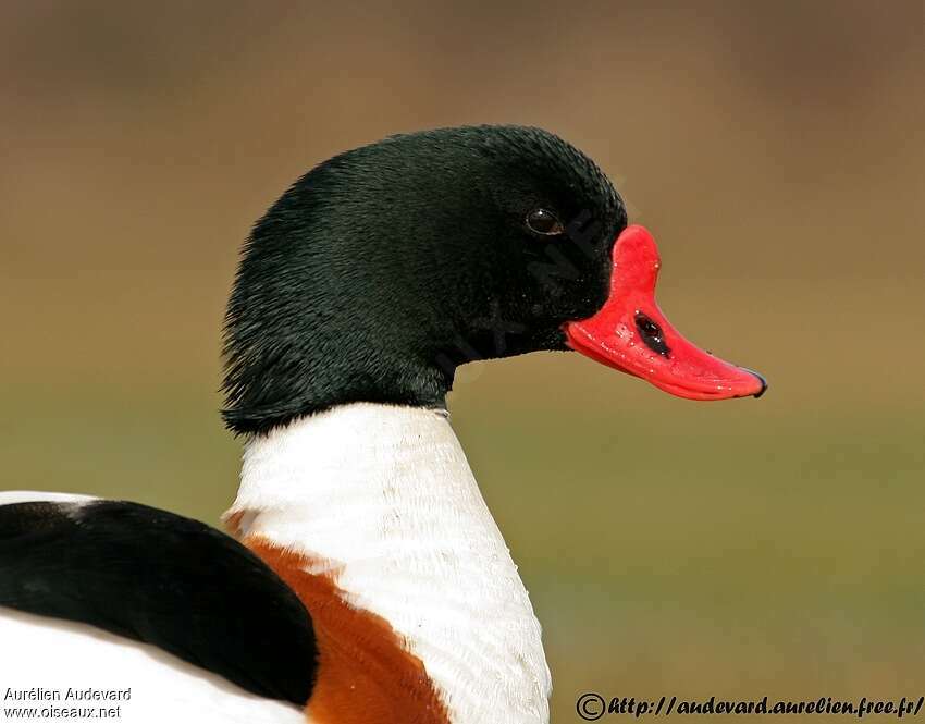 Common Shelduck male adult, close-up portrait