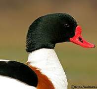 Common Shelduck