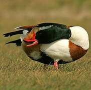 Common Shelduck