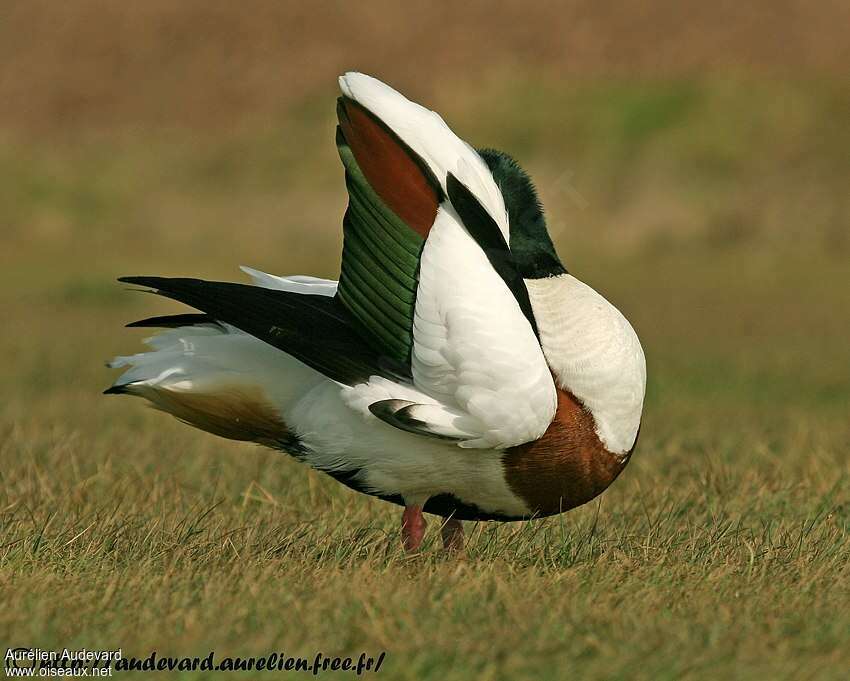 Common Shelduck male adult breeding, care, pigmentation