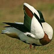 Common Shelduck