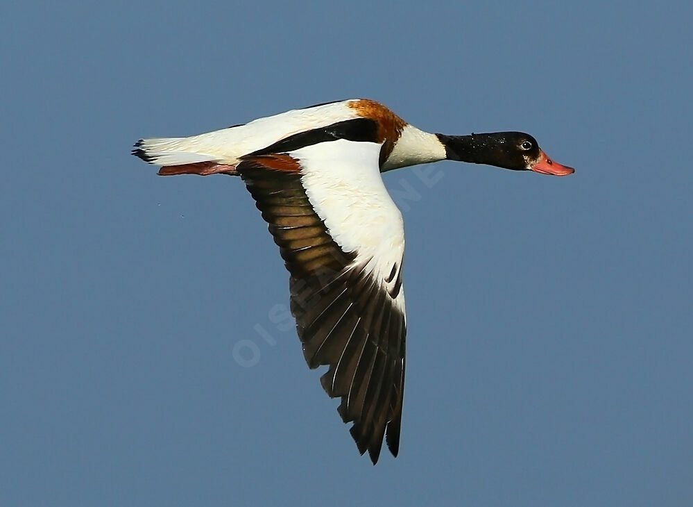 Common Shelduck, Flight