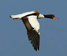 Common Shelduck