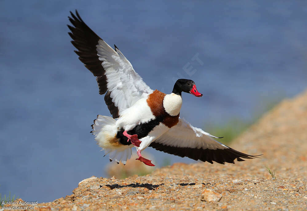 Common Shelduck female adult, Flight